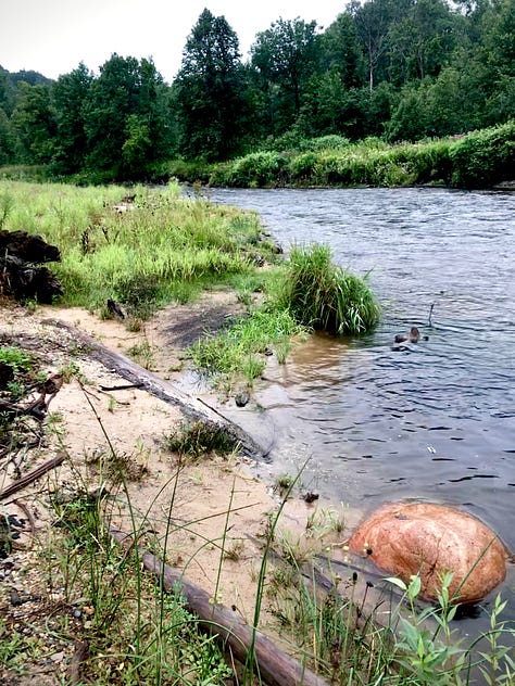 river with native grasses and saplings