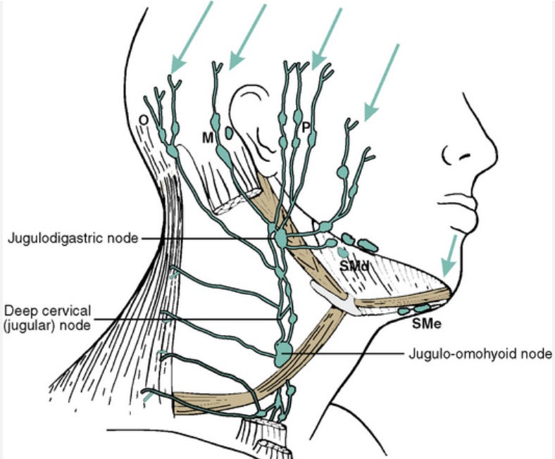 Lymphatic Drainage Blueprint For A Defined Jawline Glowing Skin And A Lymphatic Drainage Blueprint For A Defined Jawline Glowing Skin And A