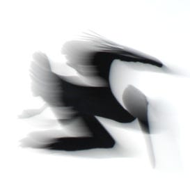 Substack profile picture for @dormant