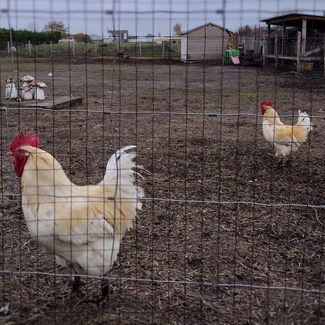 Reds: Cock combs; warnings signs; leaf stems