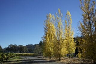 A - Napa Valley @ 700 dpi 12 A - Napa Valley @ 700 dpi 12
