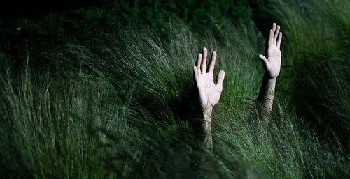 This may contain: two hands reaching out from the tall grass This may contain: two hands reaching out from the tall grass