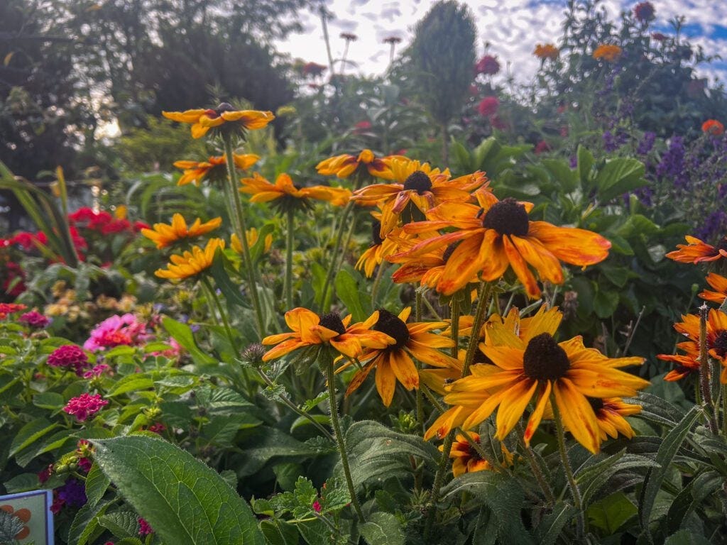 Community-Garden-in-The-Fan-by-R-Anthony-Harris_RVA-Magazine-2025