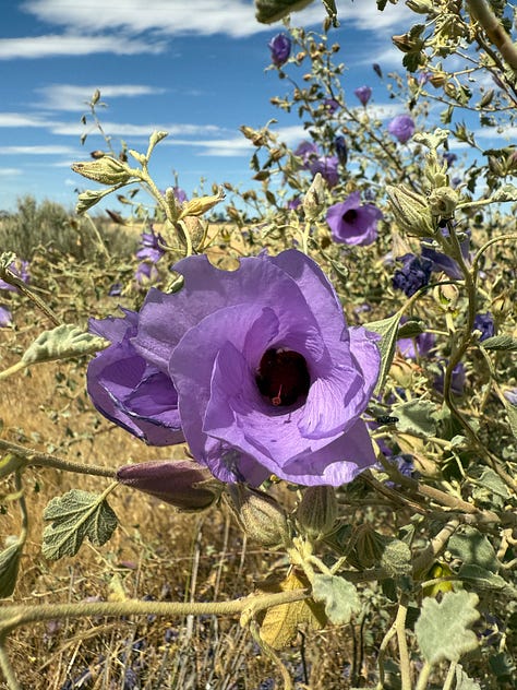 Wildflowers at the Haggerty farm