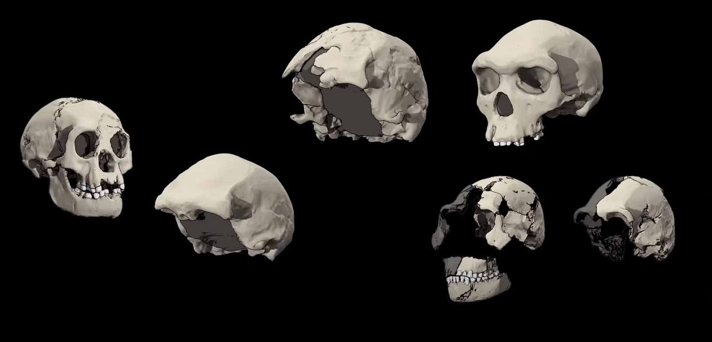 Skulls of LB1, Ngandong 11, Omo 2, Kabwe, and DH1 and DH3 of Homo naledi