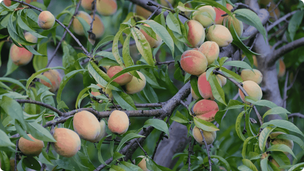 Ripe peaches growing on a tree in a Southeastern orchard, symbolizing the fragility of peach harvests under climate change and industrial agriculture.