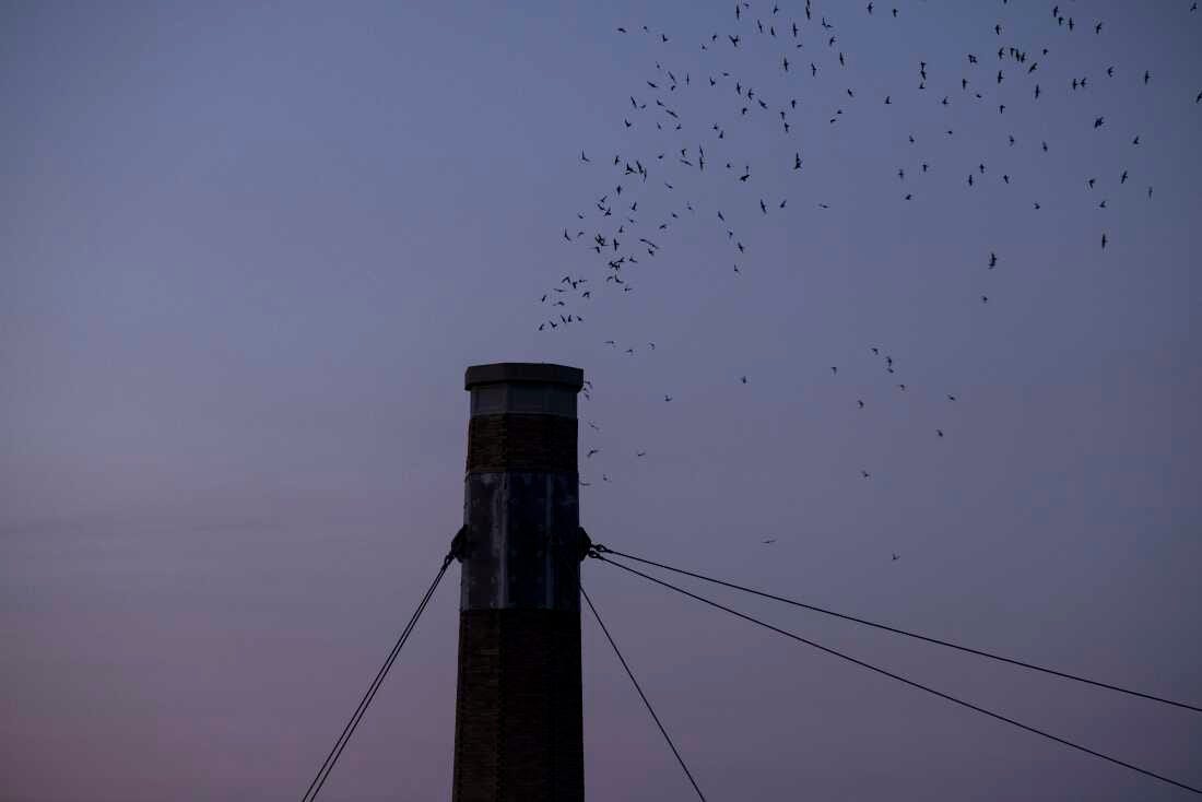 Thousands of Vaux’s Swifts gather overhead as they prepare to roost for the night at Chapaman Elementary on September 8, 2024 in Portland, Oregon. During the month of September, migrating swifts often use chimneys as roosts and are likely to return to the same roost year after year.