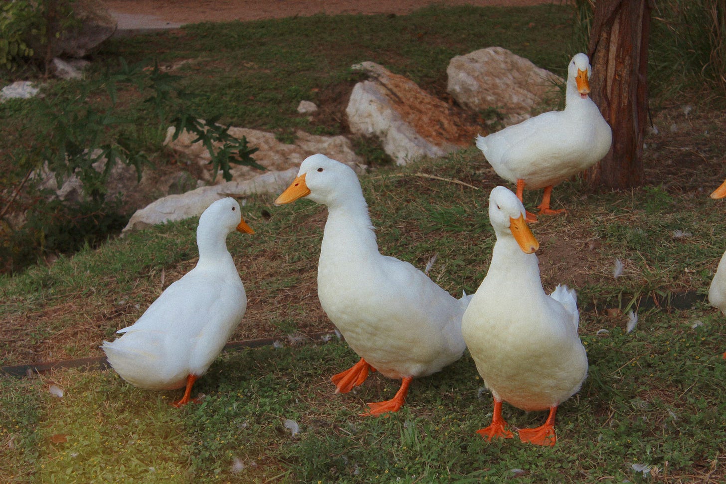 Photo of a flock of ducks in a grassy field.
