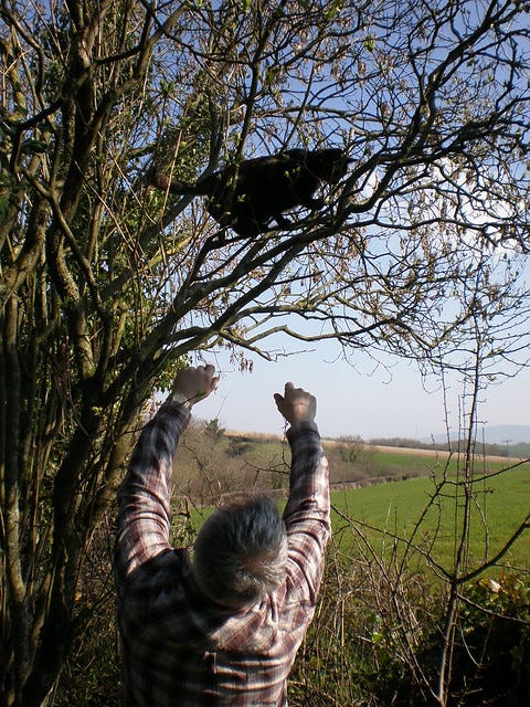 Cat in a tree Cat in a tree