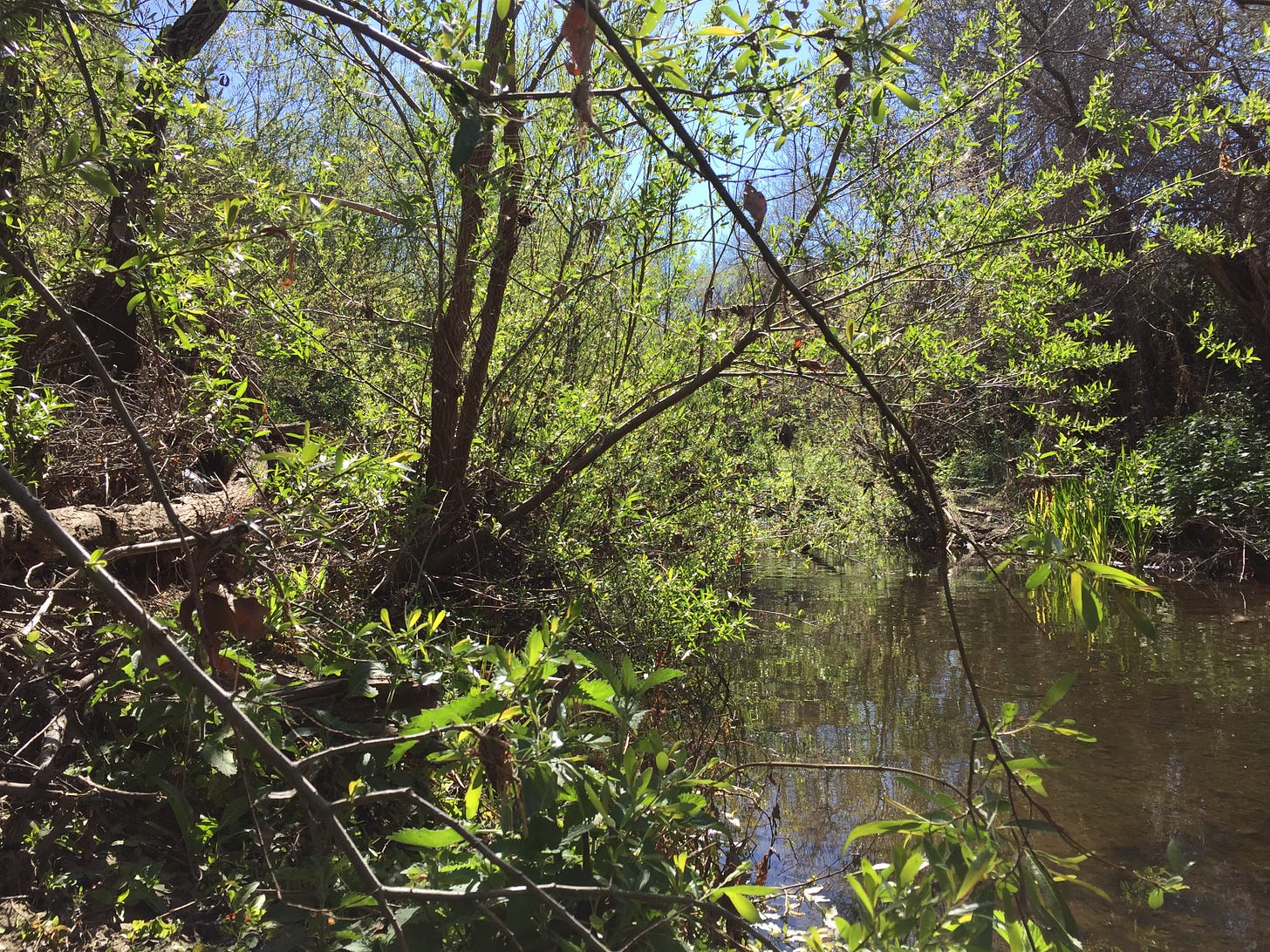 photograph of a creek and its bank covered in riparian vegetation. the water is slow-moving and smooth on the surface. the sun is shining bright green through the leaves and the sky is blue.