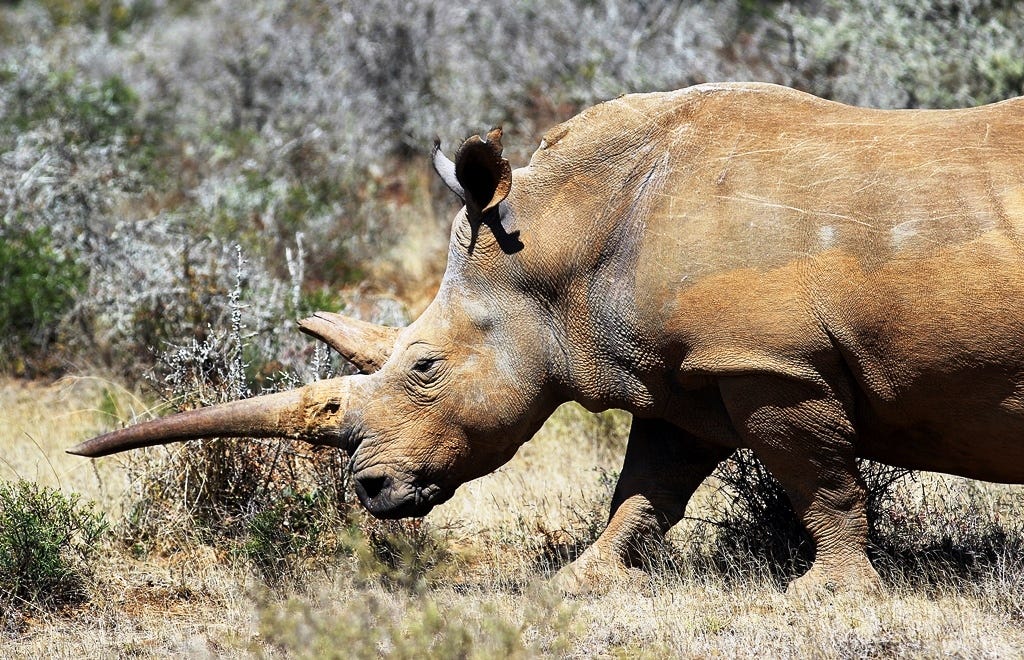 Profile of a rhino with a long horn
