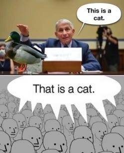 This is a cat.