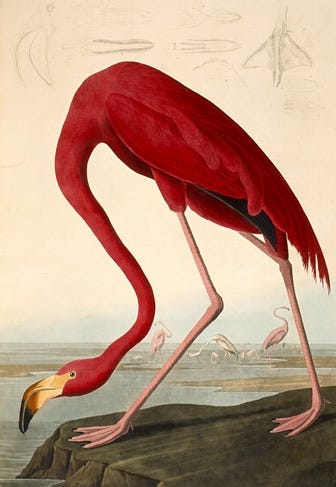A large wading bird bends its whole body to fit a life size plate, feathers precisely drawn A large wading bird bends its whole body to fit a life size plate, feathers precisely drawn