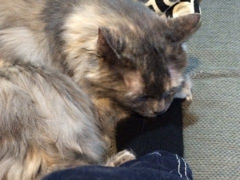 Aria_Cats_Love_Socks_And_Shoes Aria_Cats_Love_Socks_And_Shoes