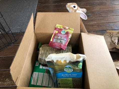 Rabbit with box of treats