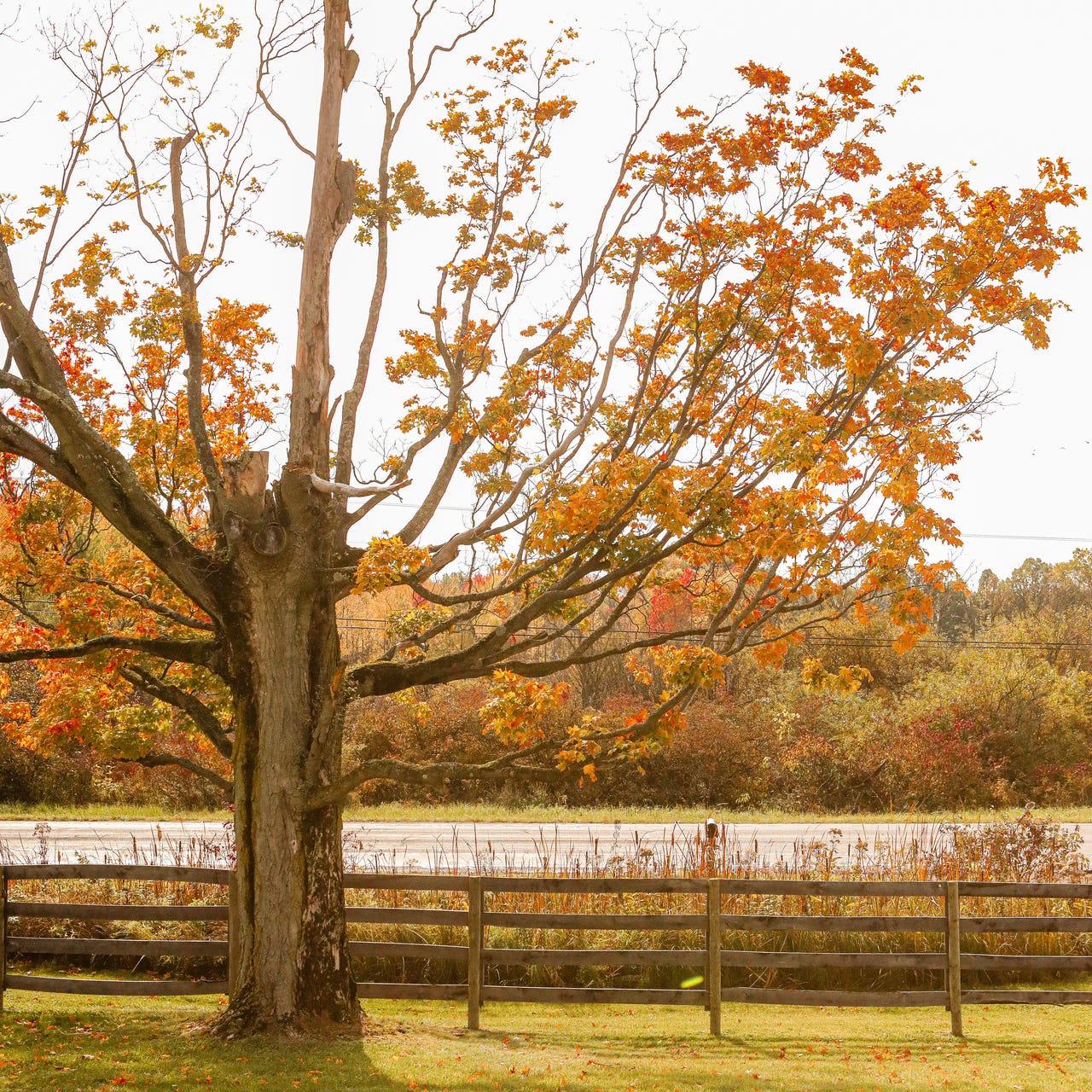 Sugar Maple Farmhouse logo