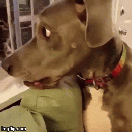 When Worlds Collide: 20 Adorable Cat + Dog GIFs - Memebase - Funny Memes