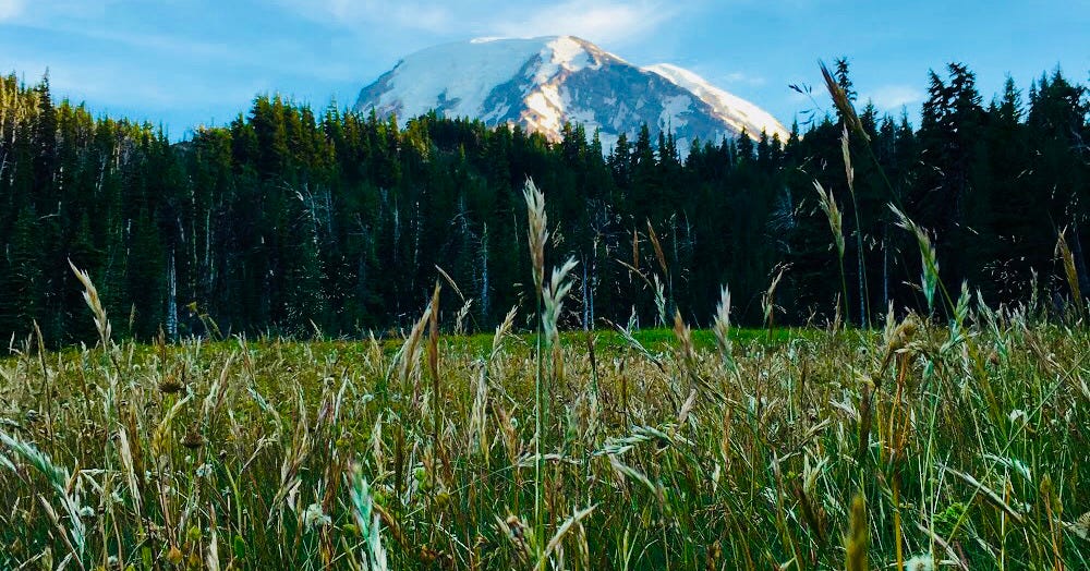 A snowy mountain seen over a forest A snowy mountain seen over a forest