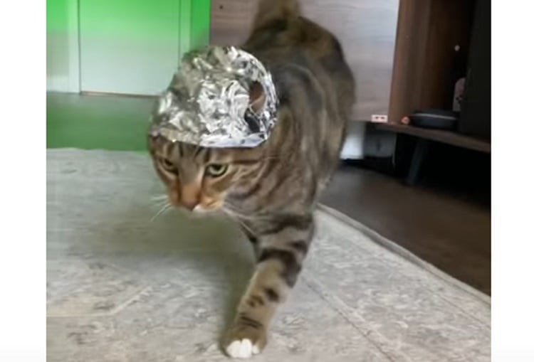 Video screenshot of a grey and black tabby cat wearing a tinfoil cat, not looking very happy about it. Video screenshot of a grey and black tabby cat wearing a tinfoil cat, not looking very happy about it.