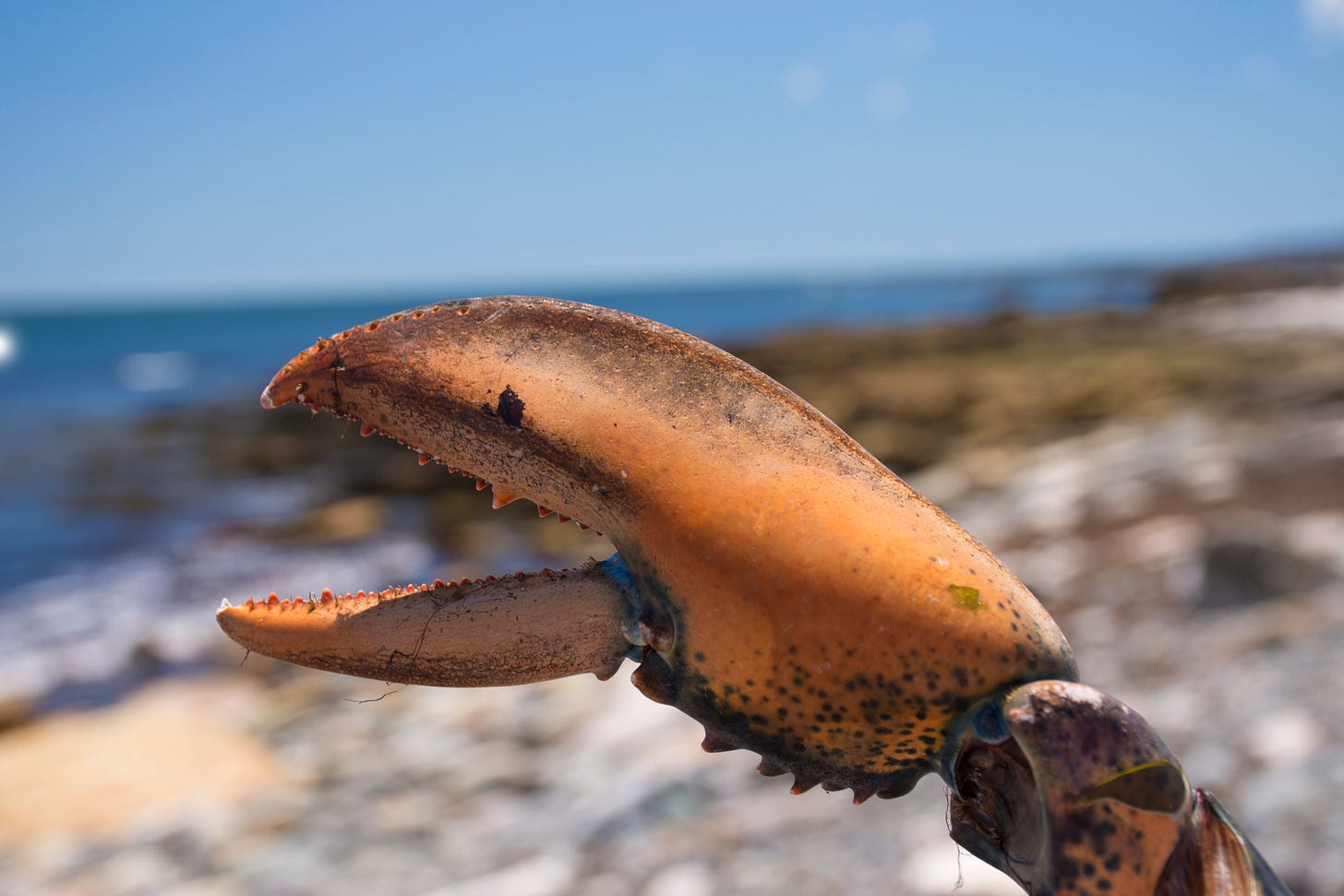 A lobster's claw.