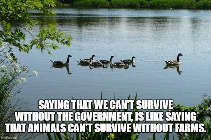 Five Canada geese swim in a row across a serene lake surface with clear reflections of the birds and surrounding green trees and bushes on the far shore under a blue sky. The water is calm with small ripples around the geese. White text overlay at the bottom reads: saying that we cant survive without government, is like saying that animals cant survive without farms. Five Canada geese swim in a row across a serene lake surface with clear reflections of the birds and surrounding green trees and bushes on the far shore under a blue sky. The water is calm with small ripples around the geese. White text overlay at the bottom reads: saying that we cant survive without government, is like saying that animals cant survive without farms.