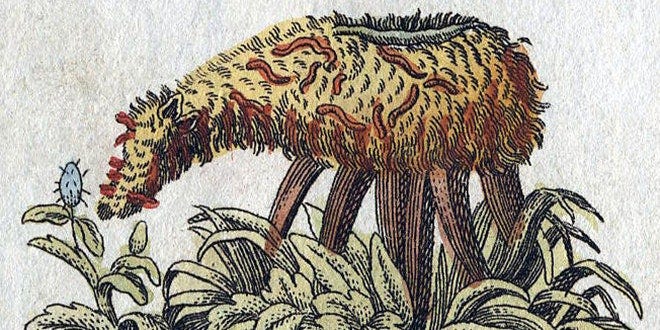 Fantastically Wrong: When People Thought Lambs Grew Right Out of the Ground  | WIRED