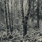 Wildwood Trail, Part 8