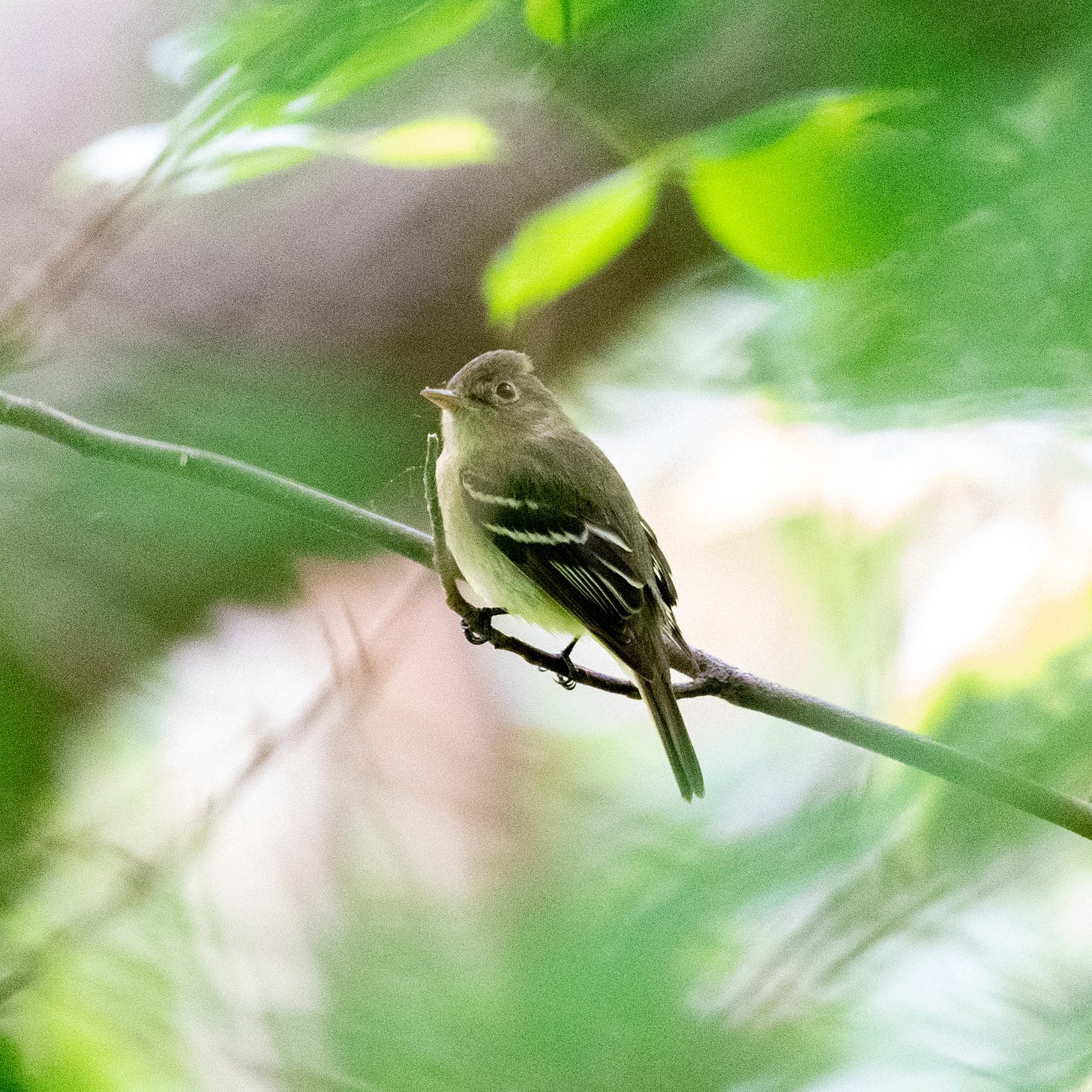 A yellow-bellied flycatcher, perched, looking up and behind, with a slight crest appearing on the back of its head