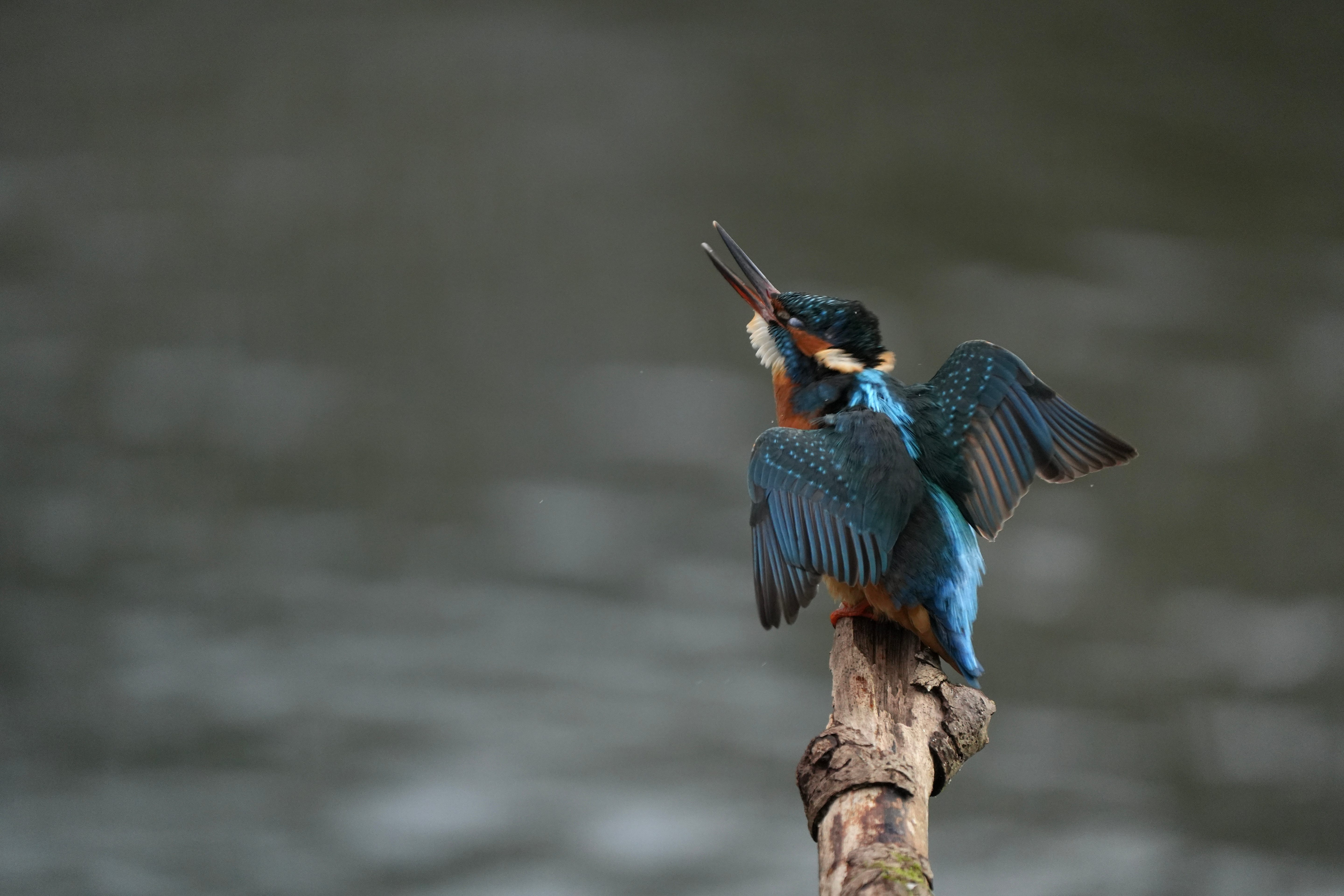 Kingfisher Alcedo Atthis Kingfisher Alcedo Atthis