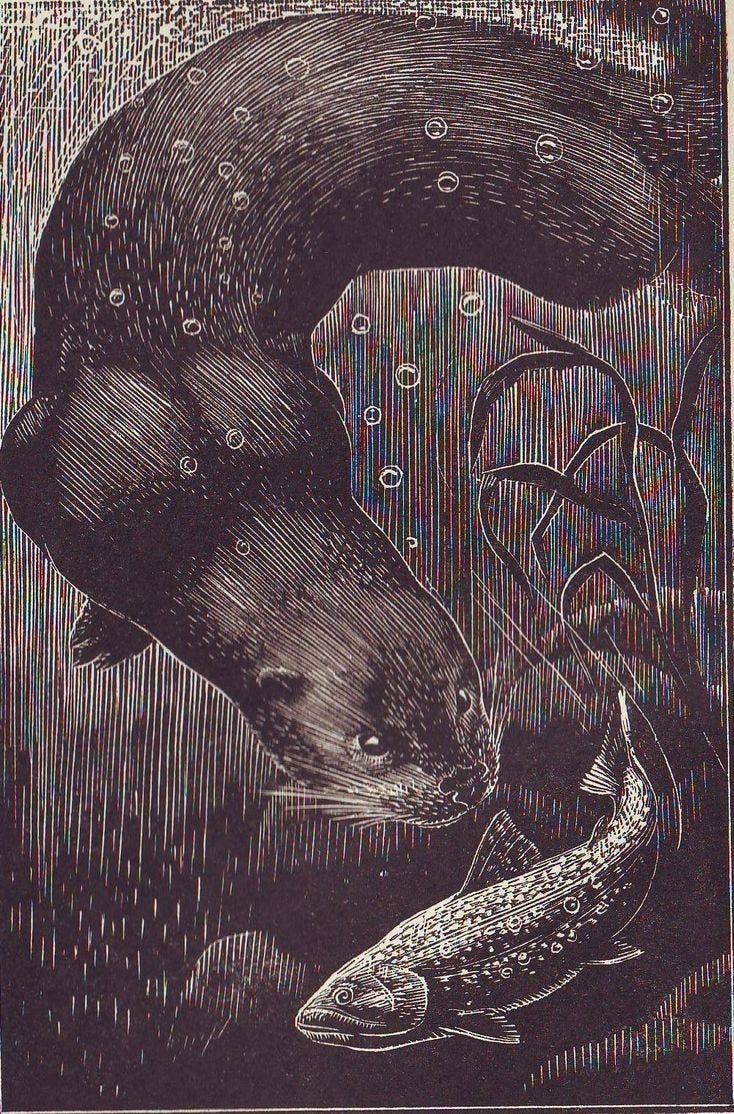 Tarka the Otter, Rams Horn Pond, Wrafton, Barnstaple Bridge, and Otter ...