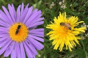 A native bee sits on a purple flower on the left, while a honey bee sits on a yellow flower on the right.