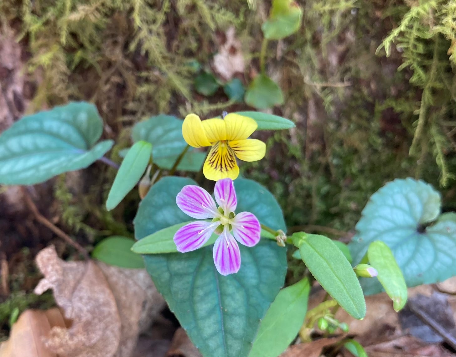 close up of two spring flowers: a pink and white flower and a yellow and brown flower, over moss.