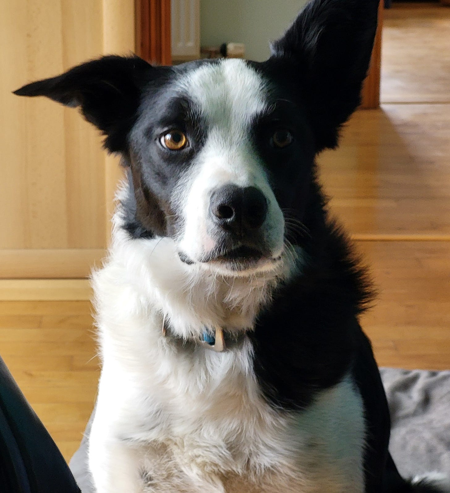 Paddy, our black and white collie Paddy, our black and white collie