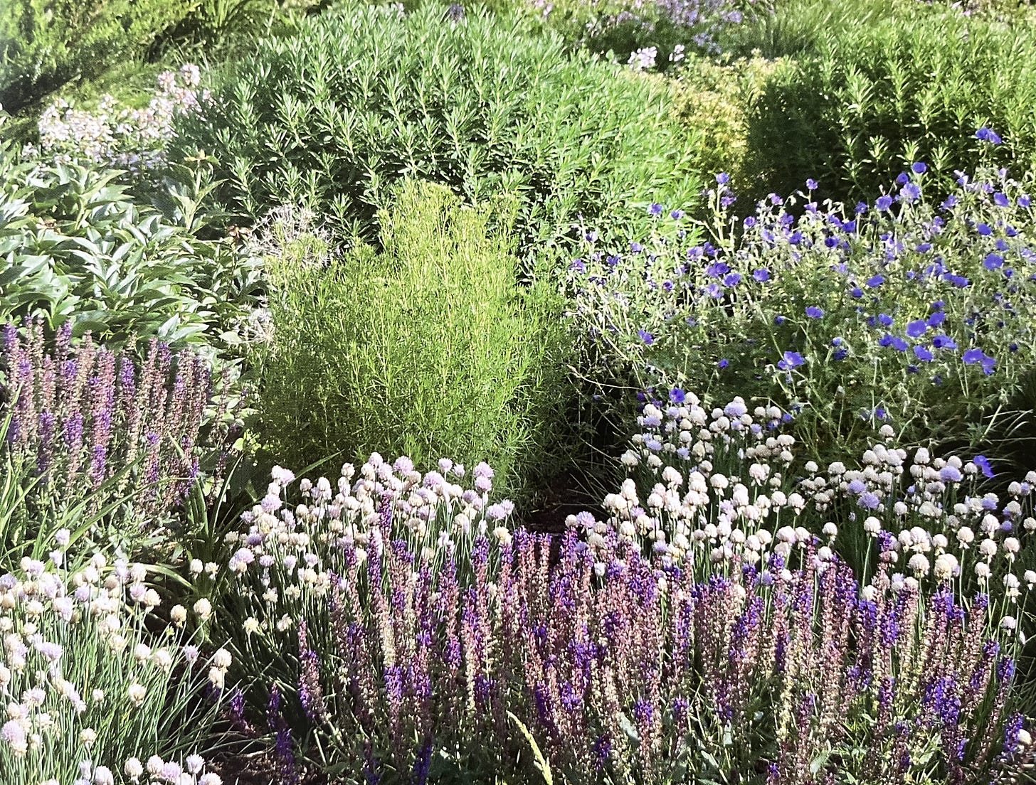 Perennials grow tightly together with no room for weeds when not mulched