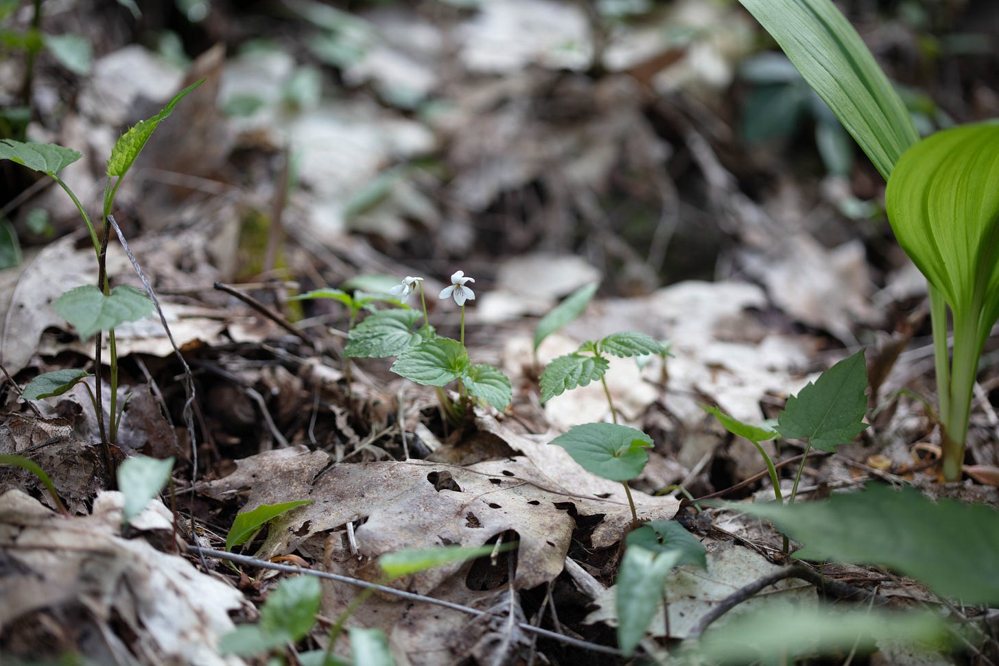 A forest floor with various green leaves and plants popping up from brown leaf litter, and in the center are two white violets. They are small plants with green, heart-shaped leaves, five-petaled flowers with two white petals on top and three on the bottom, and dark purple veins running through the lower petals