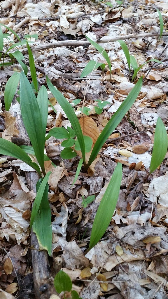 Ramps grown from scattered seed