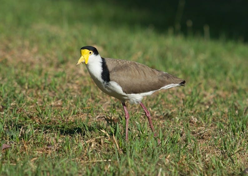 A masked lapwing bird walks on a grassy field.