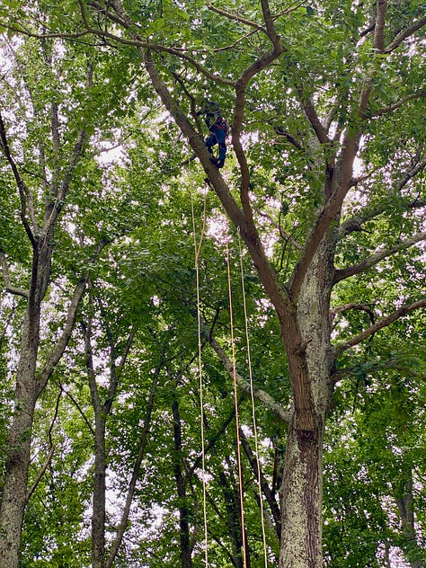 Photo gallery showing guys climbing the tree and installing a swing.