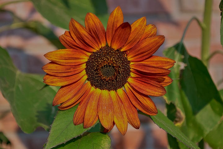 sunflowers in various colors
