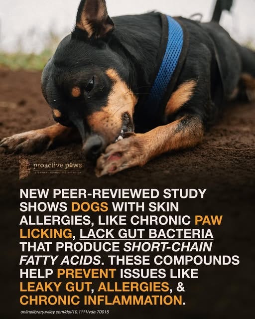 May be an image of dog, tick and text that says 'proactive proactivepaws paws NEW PEER- PEER-REVIEWED STUDY SHOWS DOGS WITH SKIN ALLERGIES, LIKE CHRONIC PAW LICKING, LACK GUT BACTERIA H PRODUCE SHORT-CHAIN FATTY ACIDS. THESE COMPOUNDS HELP PREVENT ISSUES LIKE LEAKY GUT, ALLERGIES, & CHRONIC INFLAMMATION. onieilaryonlacot'