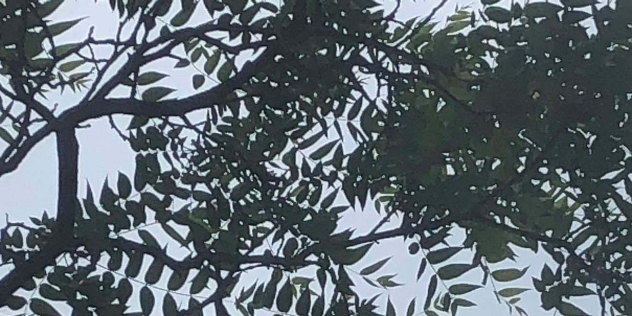 tree time CHI KUNG