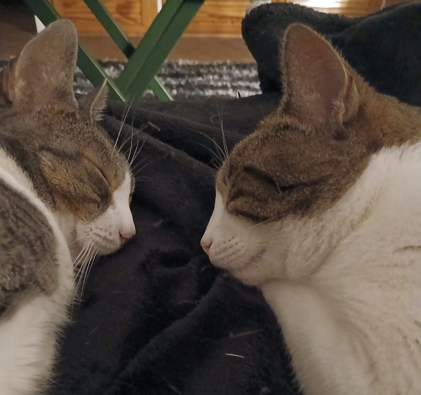 Dotta and Tupia and sleeping peacefully face to face, noses about 2 inches apart. Dotta and Tupia and sleeping peacefully face to face, noses about 2 inches apart.