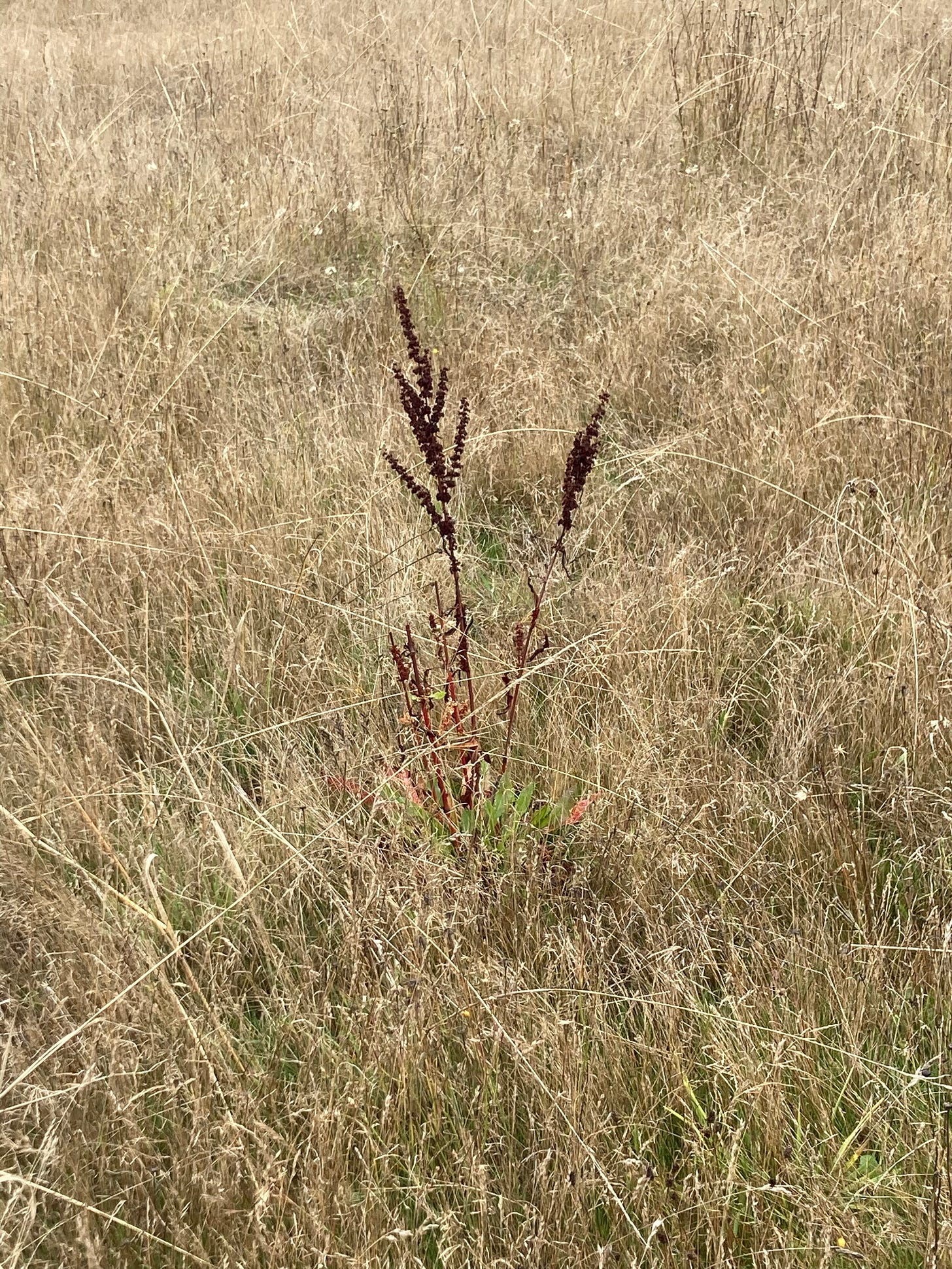 long-dock-stalks-in-field-seeds.jpeg long-dock-stalks-in-field-seeds.jpeg