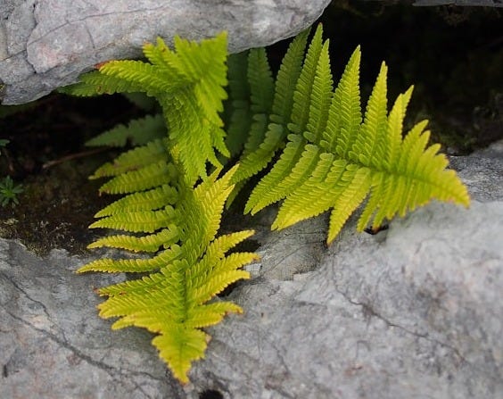 green fern between gray rocks