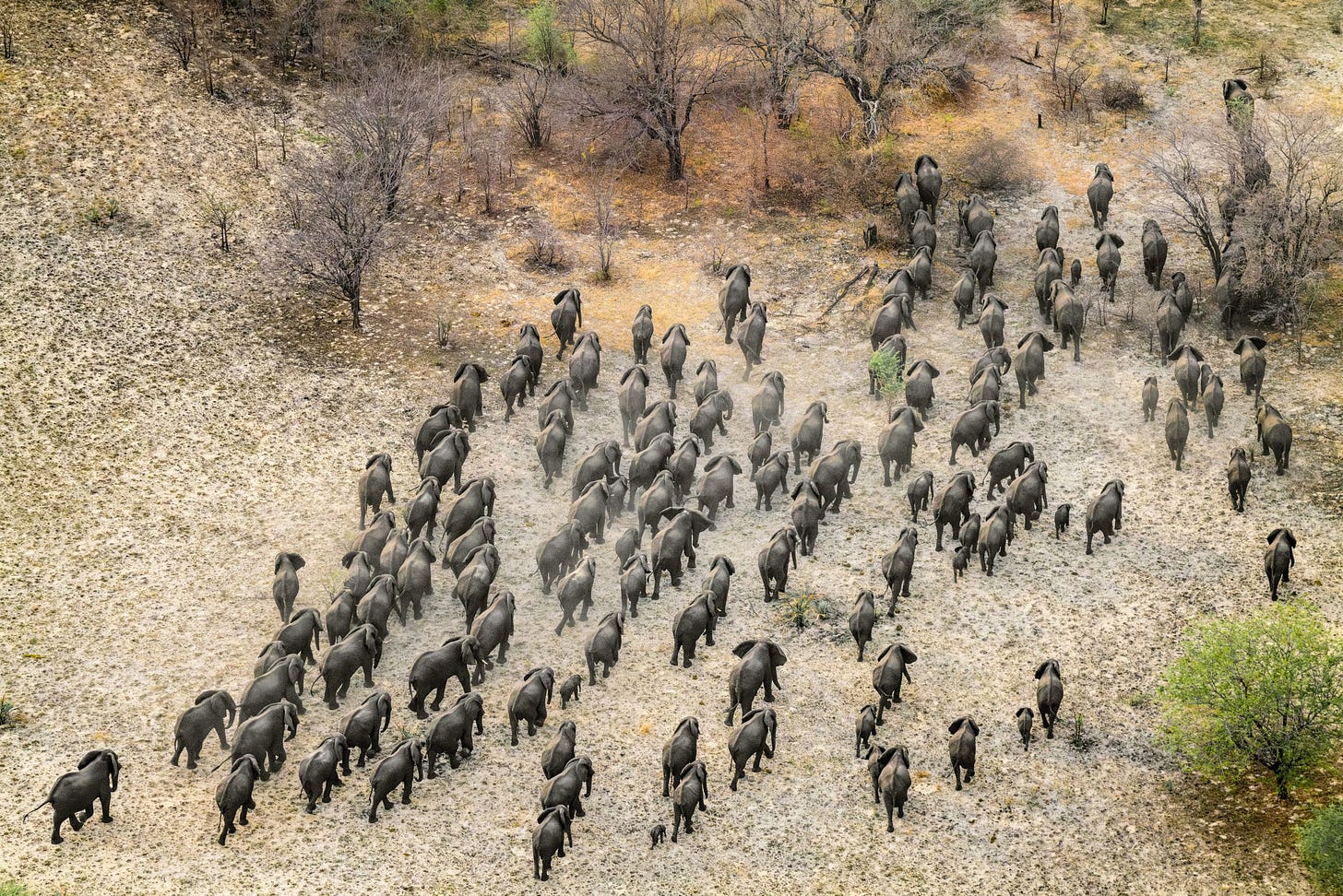 Elephants embark on a daily journey to the Zambezi River from safe havens away from human settlements. Image © Jasper Doest/WWF. Elephants embark on a daily journey to the Zambezi River from safe havens away from human settlements. Image © Jasper Doest/WWF.
