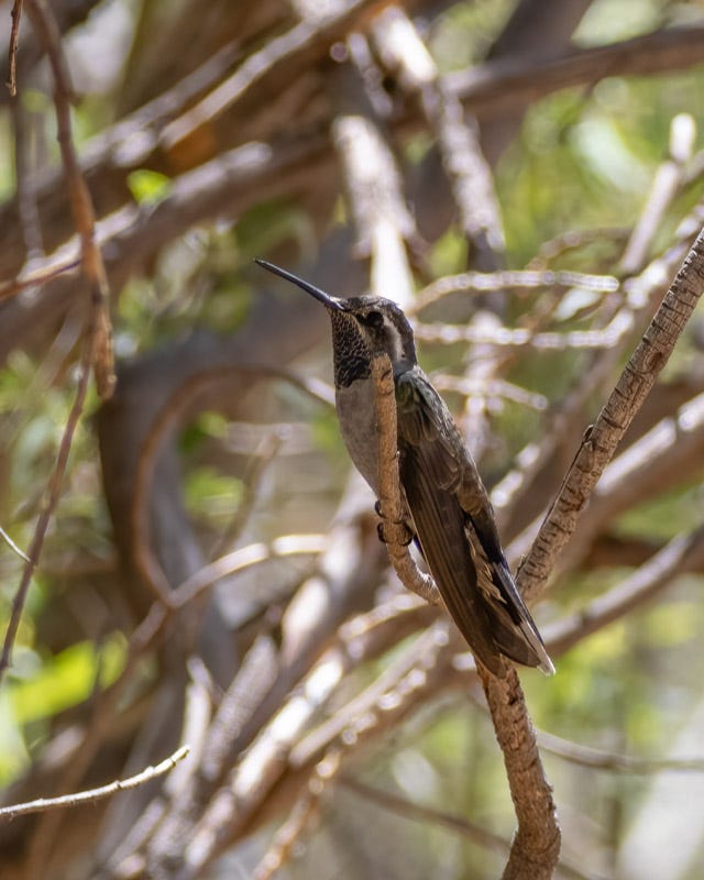 20250430-Chiricahuas-704-Edit.jpg