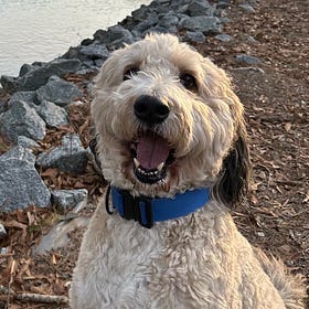 Contrarian Pet of the Week