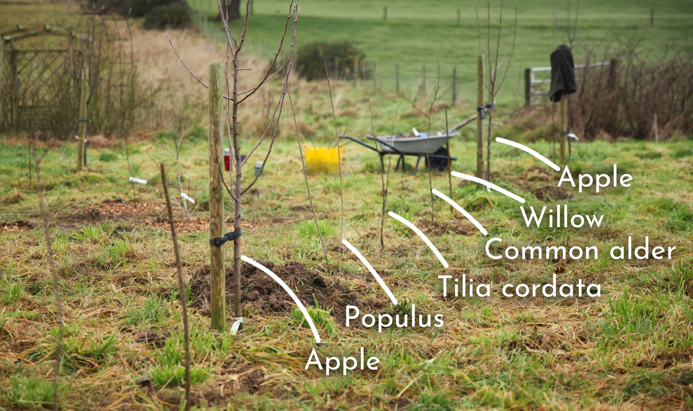 Converting an Orchard Into a Perennial Permaculture System