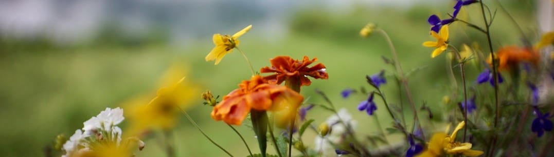 orange flower on green grass during daytime