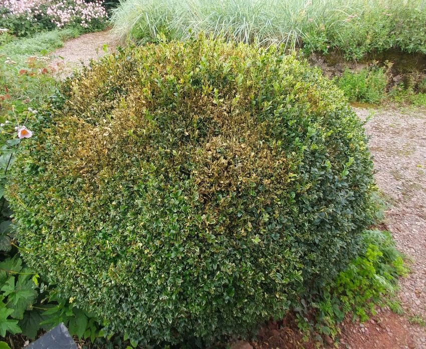 Box Blight copyright Anne Wareham 